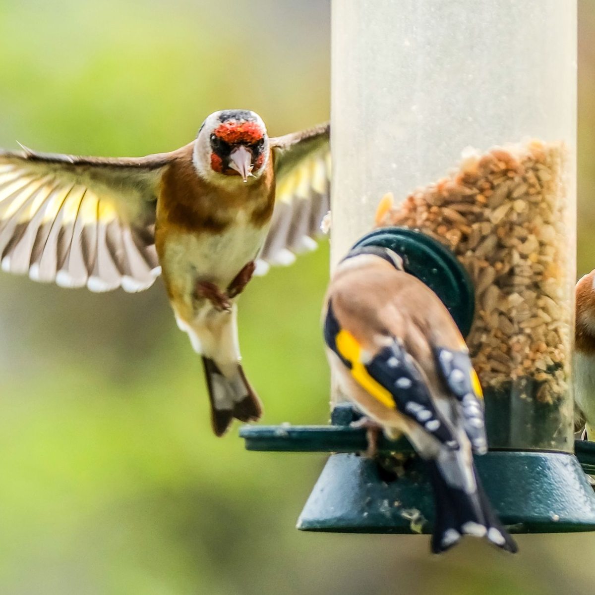 Der Naturschutzbund NABU ruft zur Mitzähl-Aktion 