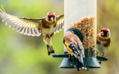 Der Naturschutzbund NABU ruft zur Mitzähl-Aktion Stunde der Gartenvögel auf. Hier Stieglitze (Distelfinken) an einer Futtersäule. - Foto: Oliver Berg/dpa