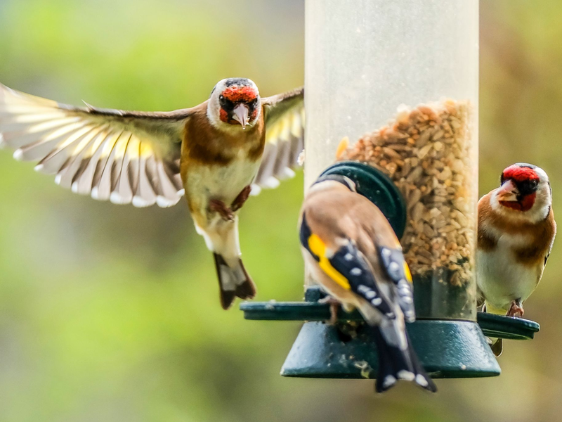 Der Naturschutzbund NABU ruft zur Mitzähl-Aktion Stunde der Gartenvögel auf. Hier Stieglitze (Distelfinken) an einer Futtersäule. - Foto: Oliver Berg/dpa