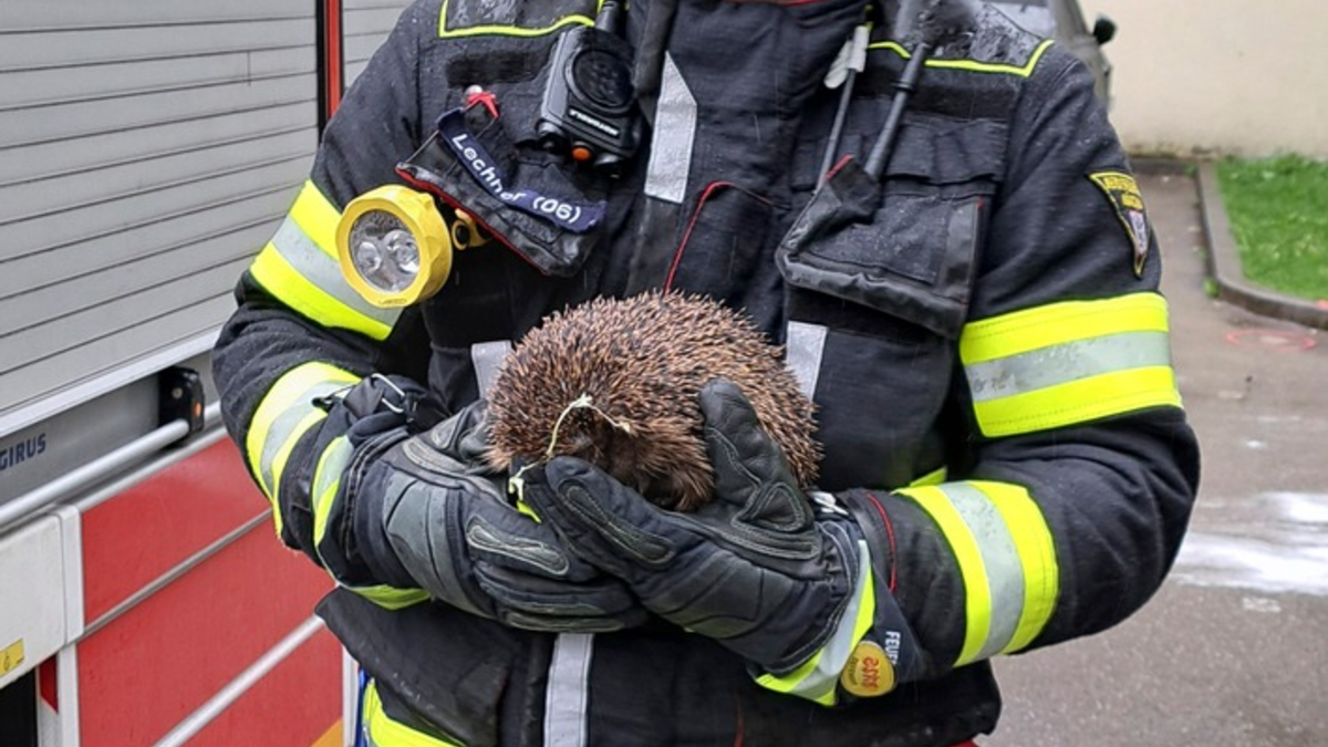 FW-M: Igel-Rettung bei Brandeinsatz (Neuhausen) - Foto: presseportal.de
