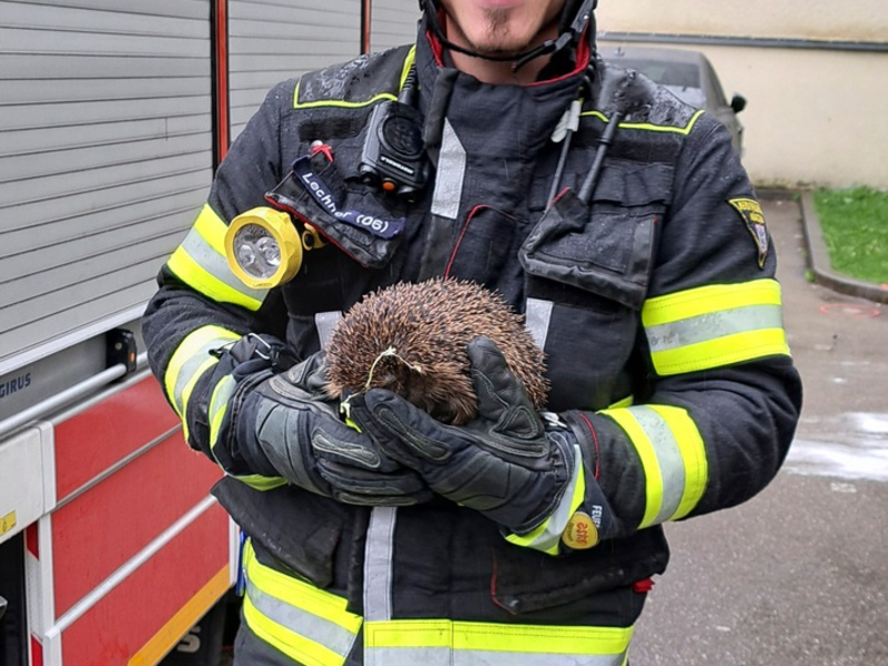 FW-M: Igel-Rettung bei Brandeinsatz (Neuhausen) - Foto: presseportal.de