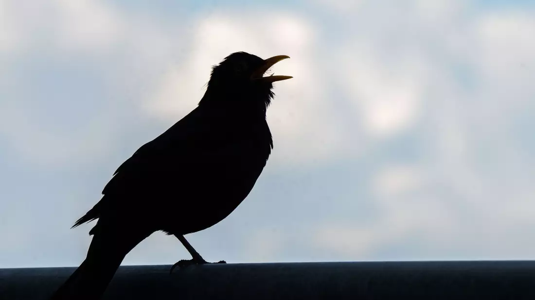 Wer bei der «Stunde der Gartenvögel» mitmachen möchte, beobachtet eine Stunde lang die Vögel im Garten, am Balkon, vor dem Fenster oder im Park. - Bild: Frank Rumpenhorst/dpa
