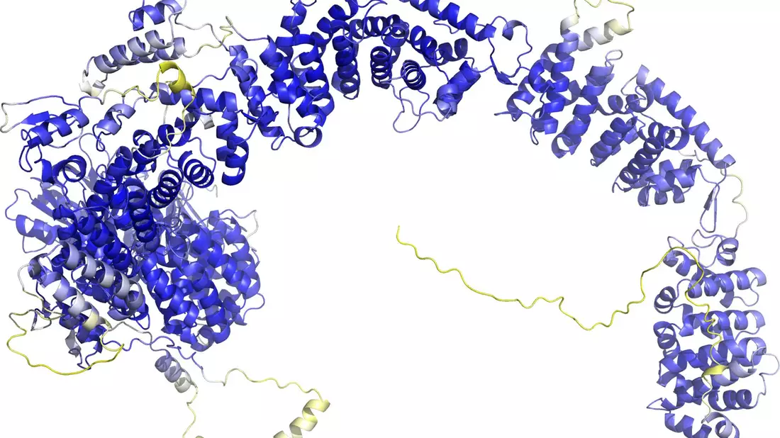 Das Modell der AlphaFold Protein Structure Database stellt das Rückgrat der Proteinstruktur dar. Sogenannte Sekundärstrukturelemente sind als Bänder wiedergegeben. In den blauen Bereichen ist das Model vermutlich zuverlässig. Die gelben Bereiche sind wahrscheinlich flexibel, und nur eine mögliche Struktur ist dargestellt. - Bild: -/AlphaFold Protein Structure Database/dpa