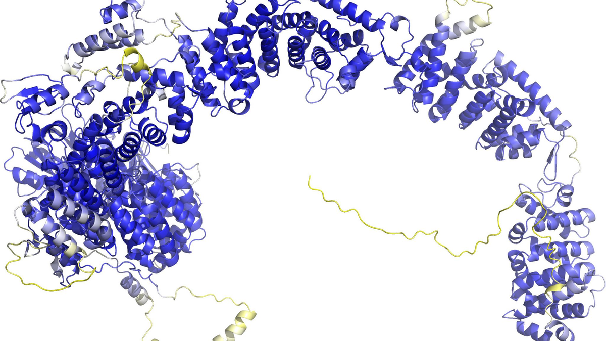 Das Modell der AlphaFold Protein Structure Database stellt das Rückgrat der Proteinstruktur dar. Sogenannte Sekundärstrukturelemente sind als Bänder wiedergegeben. In den blauen Bereichen ist das Model vermutlich zuverlässig. Die gelben Bereiche sind wahrscheinlich flexibel, und nur eine mögliche Struktur ist dargestellt. - Foto: -/AlphaFold Protein Structure Database/dpa