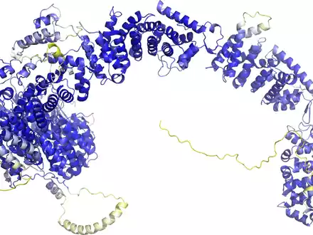 Das Modell der AlphaFold Protein Structure Database stellt das Rückgrat der Proteinstruktur dar. Sogenannte Sekundärstrukturelemente sind als Bänder wiedergegeben. In den blauen Bereichen ist das Model vermutlich zuverlässig. Die gelben Bereiche sind wahrscheinlich flexibel, und nur eine mögliche Struktur ist dargestellt. - Foto: -/AlphaFold Protein Structure Database/dpa