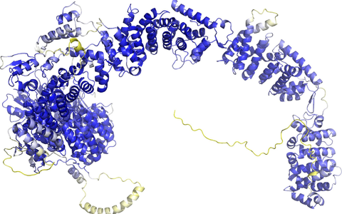 Das Modell der AlphaFold Protein Structure Database stellt das Rückgrat der Proteinstruktur dar. Sogenannte Sekundärstrukturelemente sind als Bänder wiedergegeben. In den blauen Bereichen ist das Model vermutlich zuverlässig. Die gelben Bereiche sind wahrscheinlich flexibel, und nur eine mögliche Struktur ist dargestellt. - Foto: -/AlphaFold Protein Structure Database/dpa