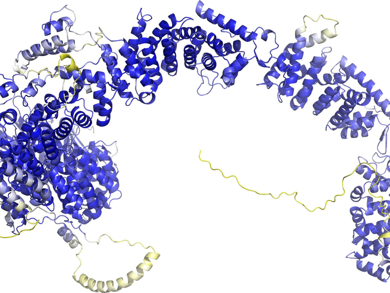 Das Modell der AlphaFold Protein Structure Database stellt das Rückgrat der Proteinstruktur dar. Sogenannte Sekundärstrukturelemente sind als Bänder wiedergegeben. In den blauen Bereichen ist das Model vermutlich zuverlässig. Die gelben Bereiche sind wahrscheinlich flexibel, und nur eine mögliche Struktur ist dargestellt. - Foto: -/AlphaFold Protein Structure Database/dpa