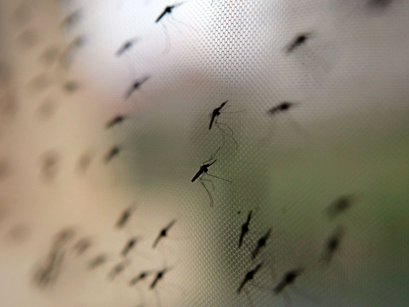 In abgeholzten Gebieten finden Mücken ideale Brutbedingungen vor. (Archivbild) - Foto: Stephen Morrison/epa/dpa