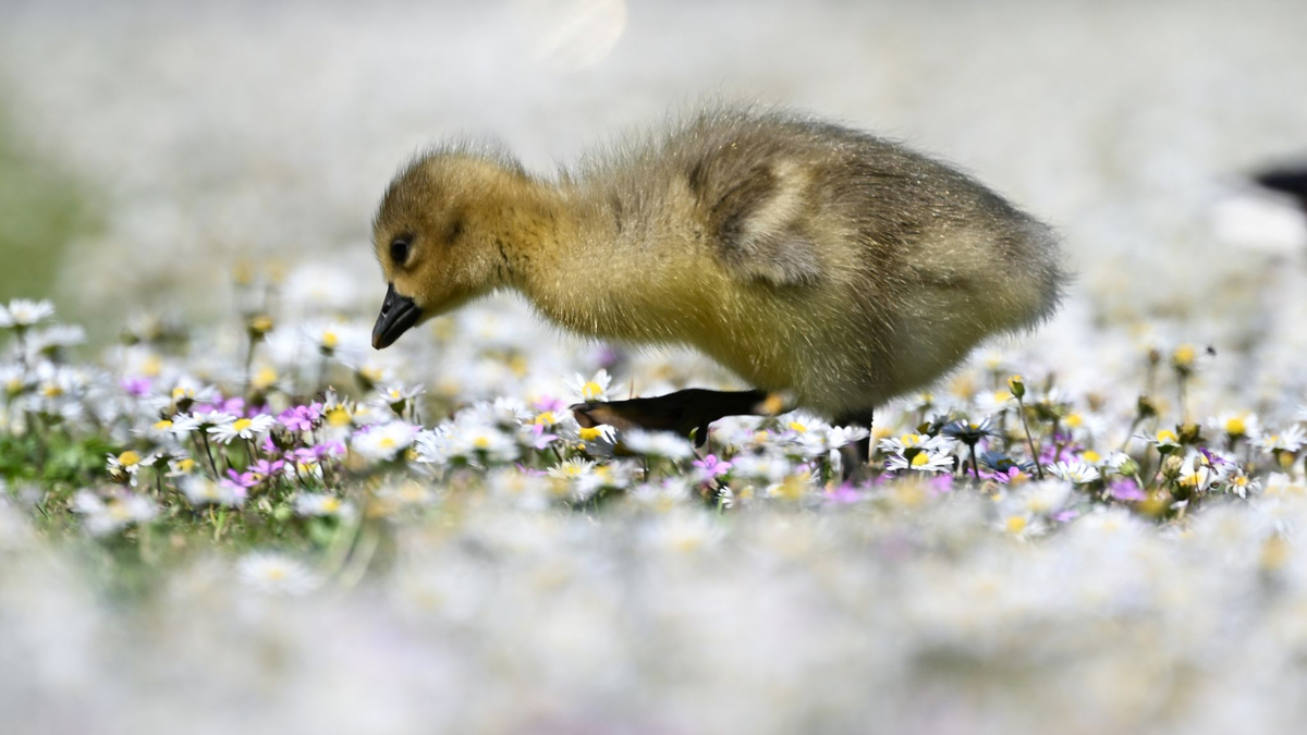 Ein Graugans-Küken geht am Frankfurter Mainufer bei schönem Frühlingswetter durch ein Beet von Gänseblümchen. - Foto: Arne Dedert/dpa