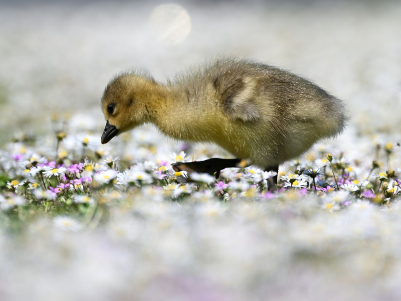 Ein Graugans-Küken geht am Frankfurter Mainufer bei schönem Frühlingswetter durch ein Beet von Gänseblümchen. - Foto: Arne Dedert/dpa