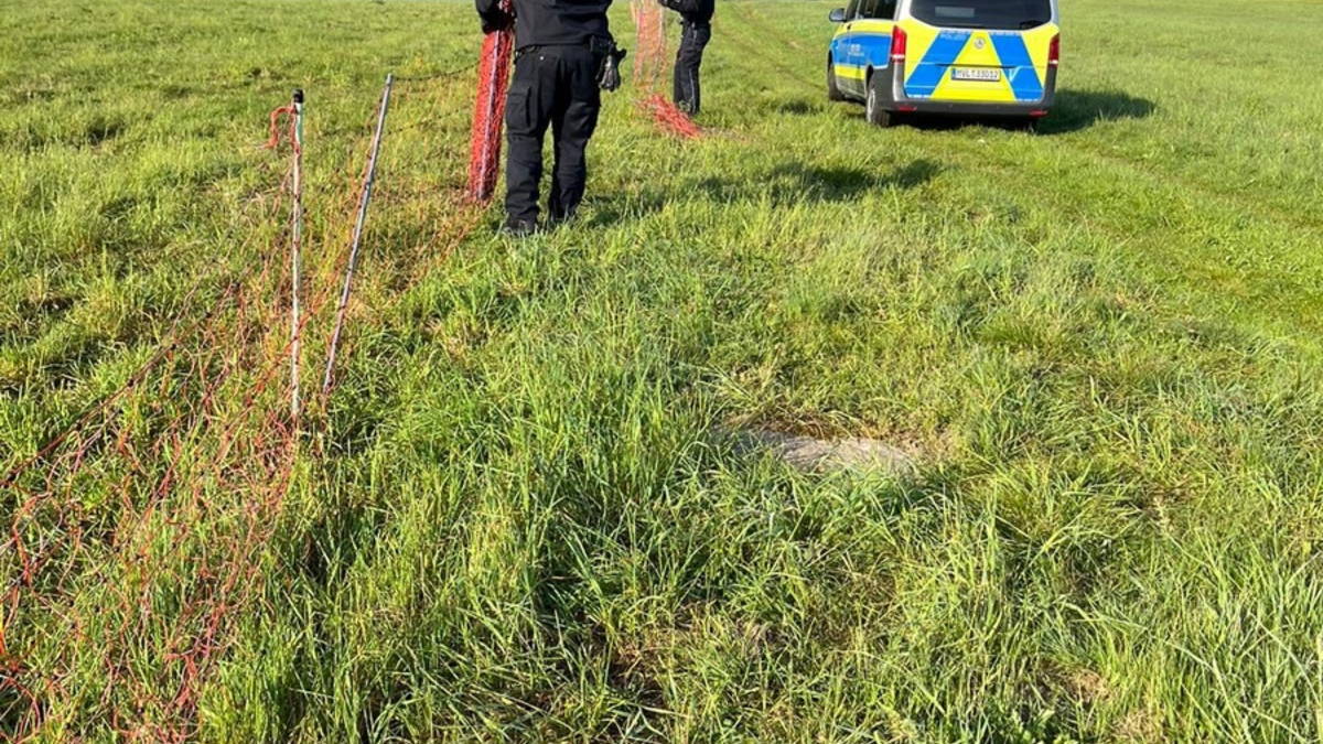 POL-NB: Schaf eingefangen, Zaun repariert - Foto: presseportal.de