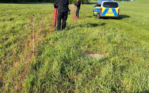 POL-NB: Schaf eingefangen, Zaun repariert - Foto: presseportal.de