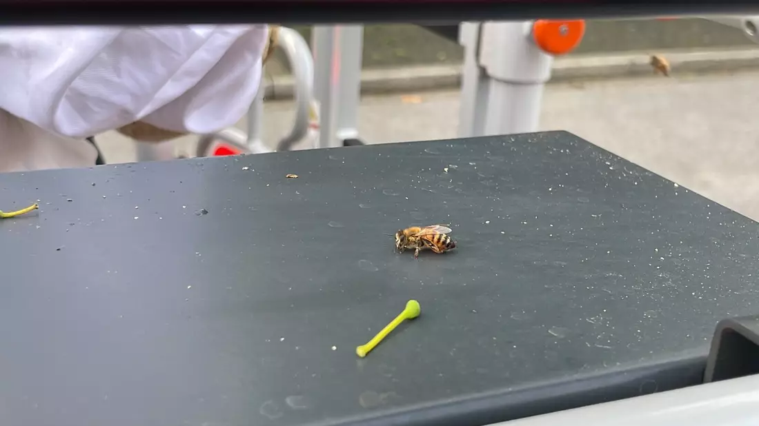 FW-Langenfeld: Bienenschwarm auf Abwegen - Bild: presseportal.de