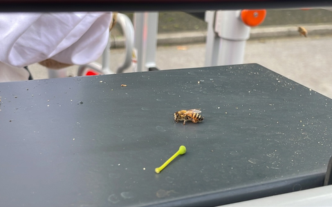 FW-Langenfeld: Bienenschwarm auf Abwegen - Foto: presseportal.de