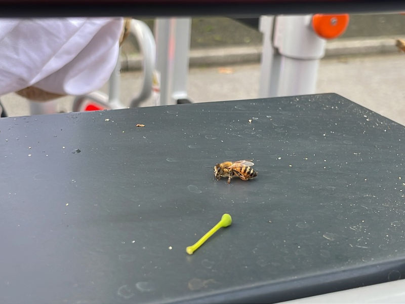 FW-Langenfeld: Bienenschwarm auf Abwegen - Foto: presseportal.de