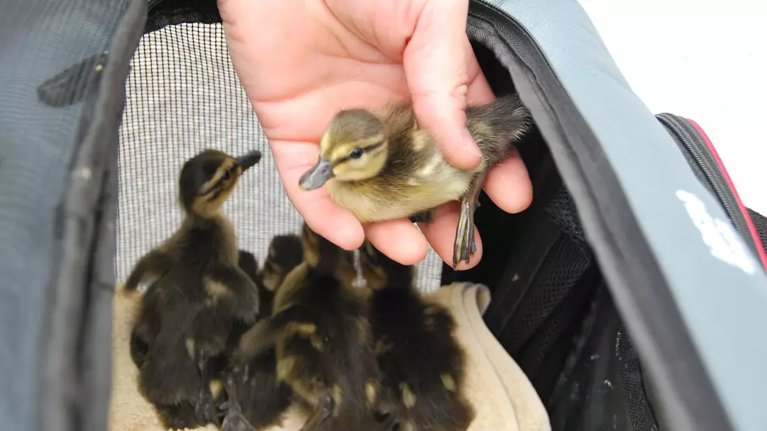 Eine Entenmama und ihre Küken ziehen um: Es geht an die Müggelspree. - Bild: Anja Sokolow/dpa