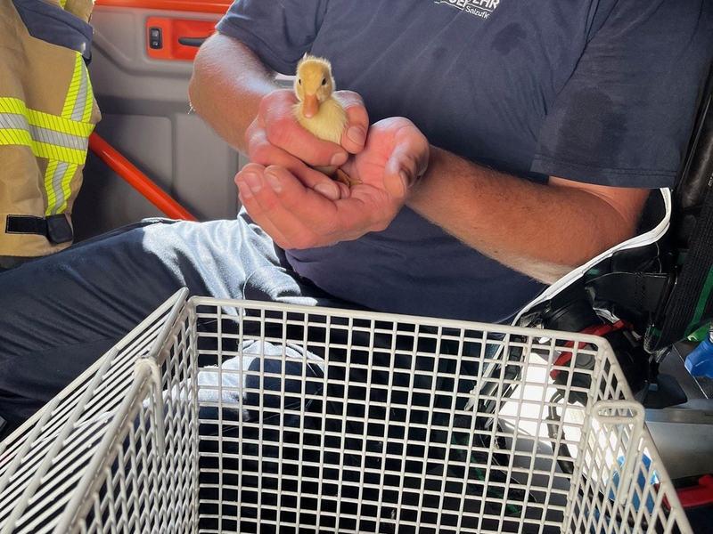 FF Bad Salzuflen: Kuriose Tierrettung: Zwei Entenküken verlieren beim Schwimmen auf der Salze Anschluss an ihre Mutter. Die Feuerwehr Bad Salzuflen bringt die Jungtiere vor den Wasserterrassen in Sicherheit - Foto: presseportal.de