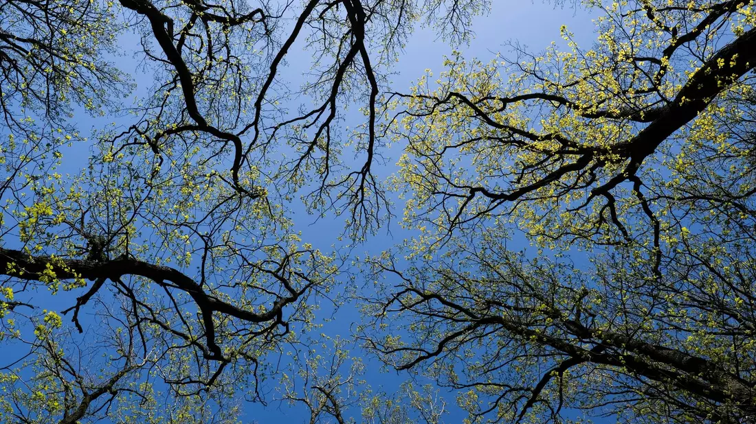 Wald bedeckt rund ein Drittel der gesamten Landesfläche Deutschlands. - Bild: Jens Kalaene/dpa-Zentralbild/dpa