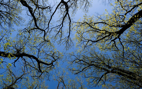 Wald bedeckt rund ein Drittel der gesamten Landesfläche Deutschlands. - Foto: Jens Kalaene/dpa-Zentralbild/dpa