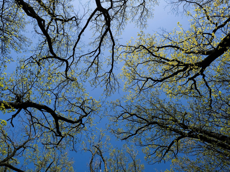 Wald bedeckt rund ein Drittel der gesamten Landesfläche Deutschlands. - Foto: Jens Kalaene/dpa-Zentralbild/dpa