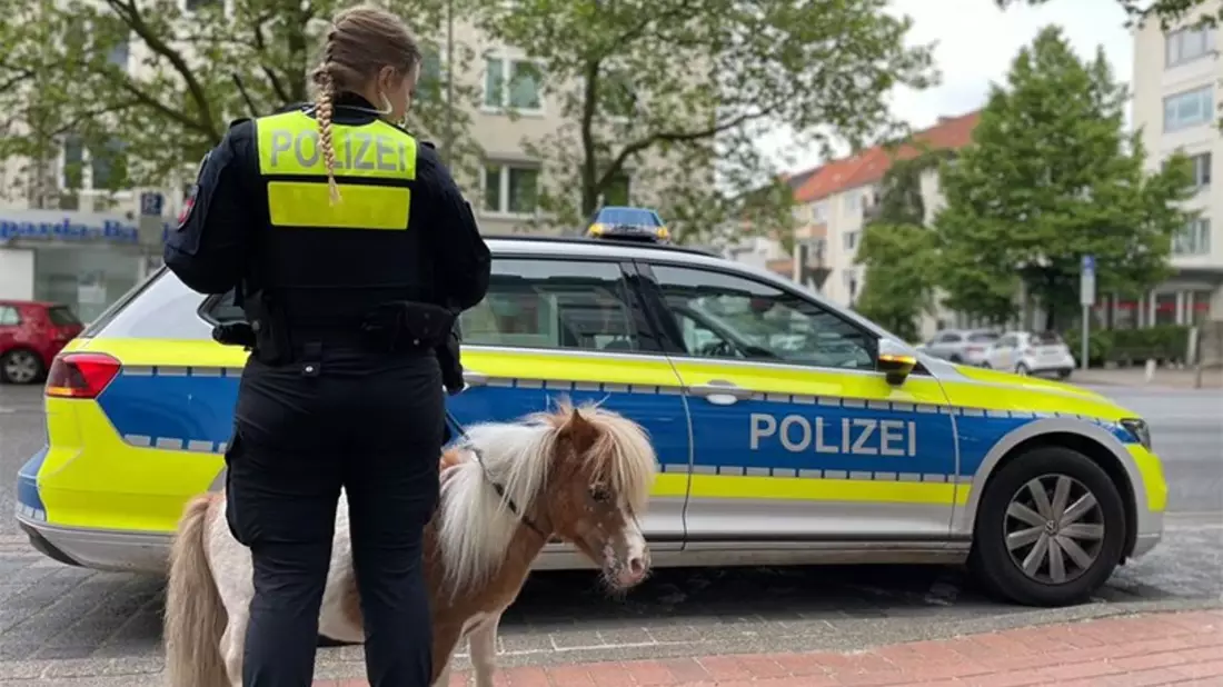 POL-H: Kurze Beine auf Abwegen: Entlaufenes Pony sorgt für Polizeieinsatz - Bild: presseportal.de