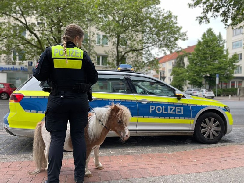 POL-H: Kurze Beine auf Abwegen: Entlaufenes Pony sorgt für Polizeieinsatz - Foto: presseportal.de