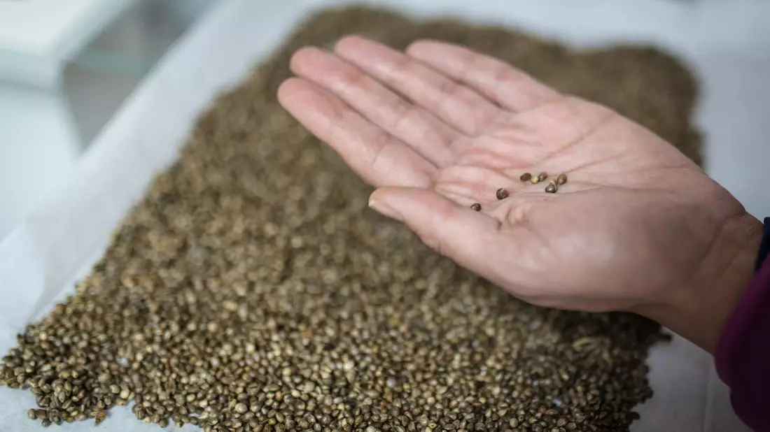Cannabis-Samen der Sorte Cherry Oregon: Mit dem 1. April sind Besitz und Konsum von Cannabis für Erwachsene in Deutschland legal geworden. - Bild: David Diaz ARcos/dpa