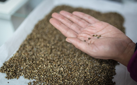 Cannabis-Samen der Sorte Cherry Oregon: Mit dem 1. April sind Besitz und Konsum von Cannabis für Erwachsene in Deutschland legal geworden. - Foto: David Diaz ARcos/dpa