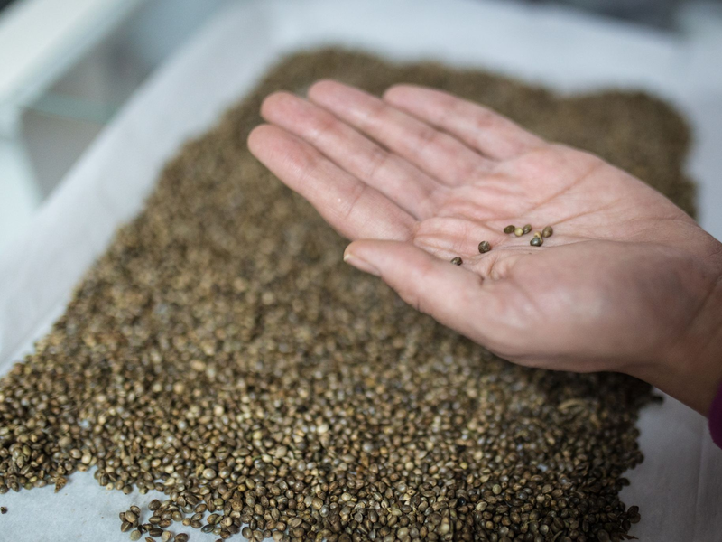 Cannabis-Samen der Sorte Cherry Oregon: Mit dem 1. April sind Besitz und Konsum von Cannabis für Erwachsene in Deutschland legal geworden. - Foto: David Diaz ARcos/dpa