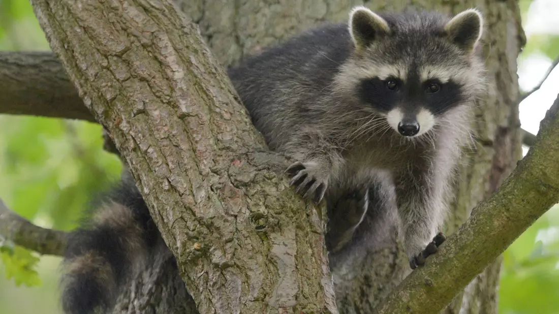 Ein Waschbär-Junges sitzt im Wildtierpark Edersee in einem Baum. - Bild: Uwe Zucchi/dpa