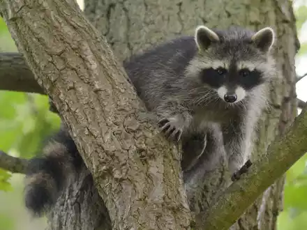 Ein Waschbär-Junges sitzt im Wildtierpark Edersee in einem Baum. - Foto: Uwe Zucchi/dpa