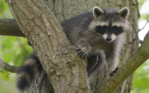 Ein Waschbär-Junges sitzt im Wildtierpark Edersee in einem Baum. - Foto: Uwe Zucchi/dpa