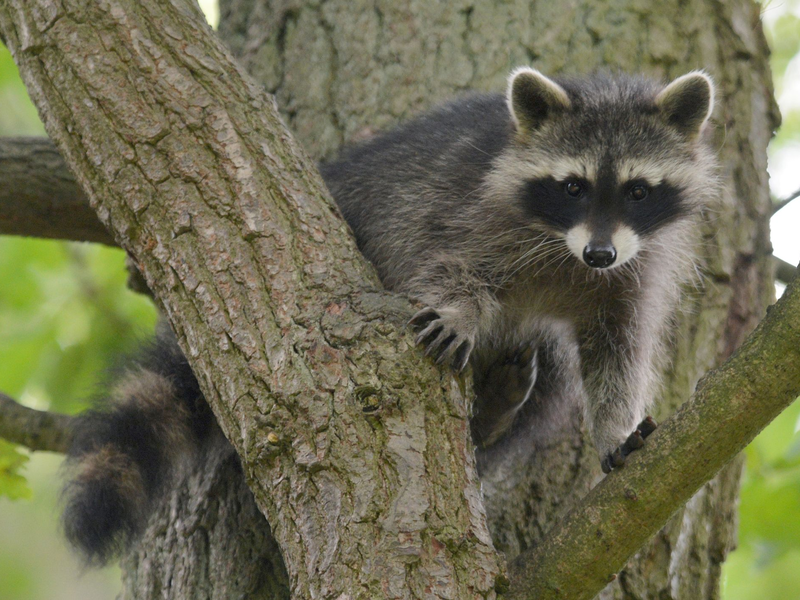 Ein Waschbär-Junges sitzt im Wildtierpark Edersee in einem Baum. - Foto: Uwe Zucchi/dpa
