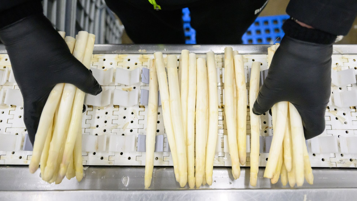 Die Prognose zur Spargelernte könnte Spargelliebhabern Sorgen machen. - Foto: Julian Stratenschulte/dpa