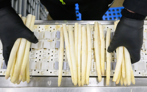 Die Prognose zur Spargelernte könnte Spargelliebhabern Sorgen machen. - Foto: Julian Stratenschulte/dpa