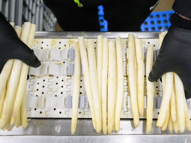 Die Prognose zur Spargelernte könnte Spargelliebhabern Sorgen machen. - Foto: Julian Stratenschulte/dpa