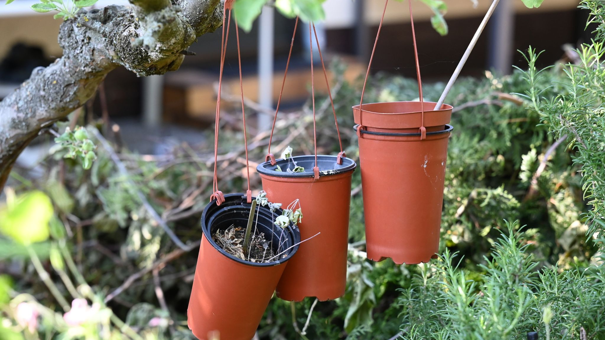 Das Bundesgesundheitsministerium stellt klar, dass der Cannabis-Anbau im Kleingarten nicht erlaubt ist. - Foto: Jessica Lichetzki/dpa