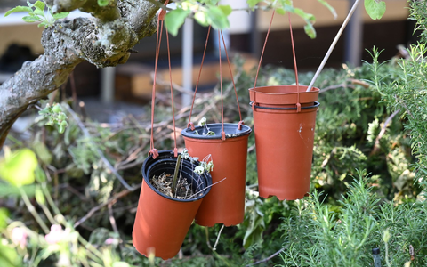 Das Bundesgesundheitsministerium stellt klar, dass der Cannabis-Anbau im Kleingarten nicht erlaubt ist. - Foto: Jessica Lichetzki/dpa