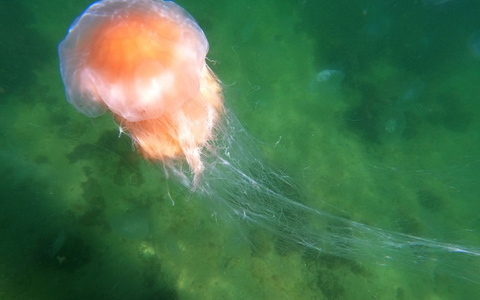 Eine Feuerqualle schwimmt in der Ostsee. - Foto: Thomas Müller/dpa
