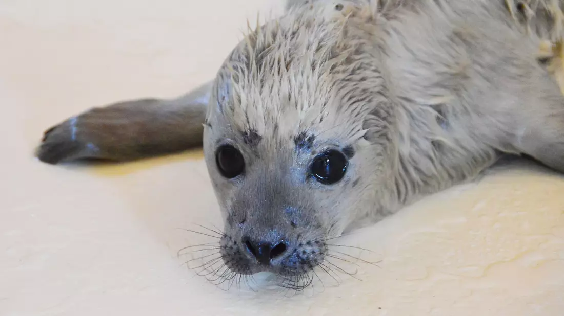 Der kleine Heuler Bosse ist als erster Heuler der diesjährigen Geburtensaison in der Seehundstation Friedrichskoog aufgenommen worden. - Bild: Seehundstation Friedrichskoog/dpa