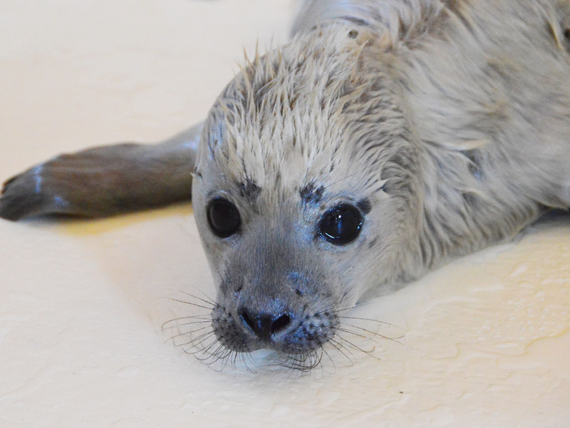 Der kleine Heuler Bosse ist als erster Heuler der diesjährigen Geburtensaison in der Seehundstation Friedrichskoog aufgenommen worden. - Foto: Seehundstation Friedrichskoog/dpa