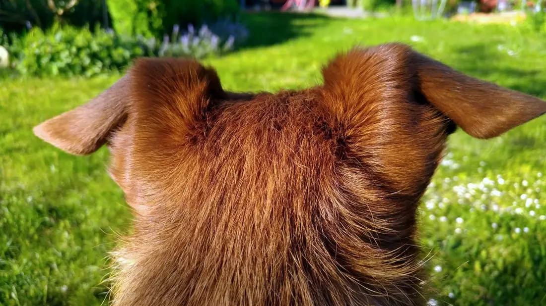 FW Lüchow-Dannenberg: +++ Erfolgreiche Vermisstensuche in Lüchow-Dannenberg +++ Zusammenspiel von Mensch und Hund mit moderner Technik sichern den Einsatzerfolg +++ 62jähriger Mann wohlbehalten aufgefunden +++ - Bild: presseportal.de
