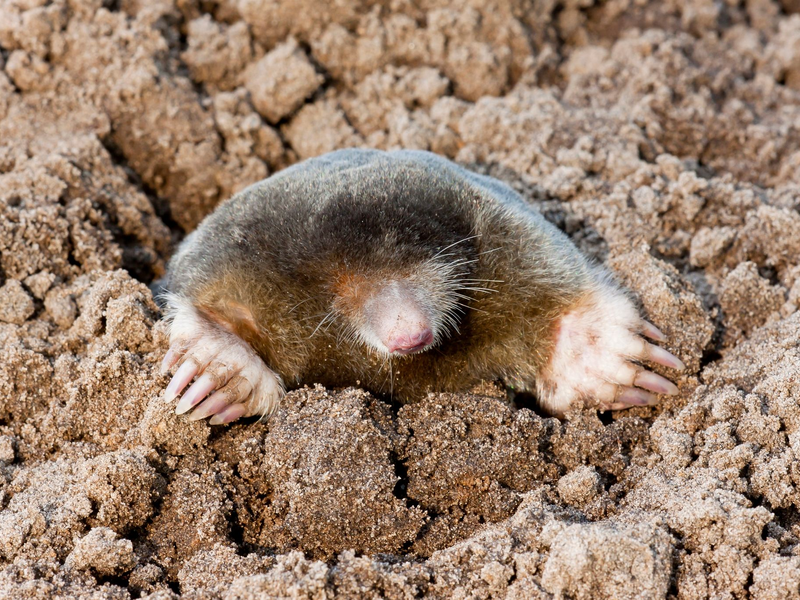 Arten wie der Maulwurf sind weit verbreitet. Dennoch gibt es auch bei ihm in der Wissenschaft noch viele offene Fragen. - Foto: Agami/T. Douma/blickwinkel/dpa