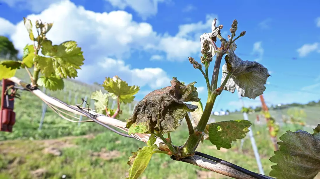 Nach Frostnächten fürchten Winzer und Obstbauern Ernteausfälle. - Bild: Bernd Weißbrod/dpa
