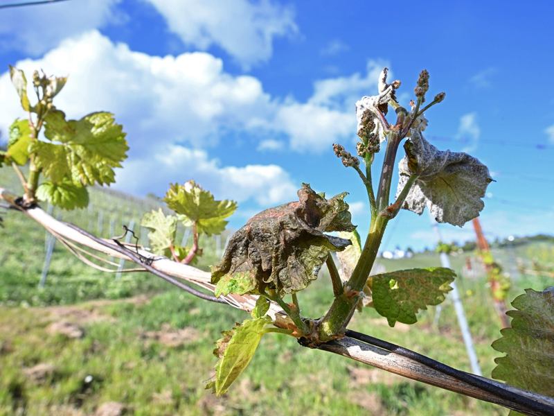 Nach Frostnächten fürchten Winzer und Obstbauern Ernteausfälle. - Foto: Bernd Weißbrod/dpa