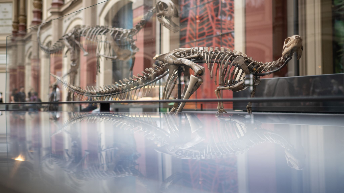 Dysalotosaurus lettowvorbecki: Der Name des Dinosauriers bezieht sich auf Paul von Lettow-Vorbeck, der als deutscher Offizier am Völkermord an den Herero und Nama beteiligt war. - Foto: Sebastian Gollnow/dpa