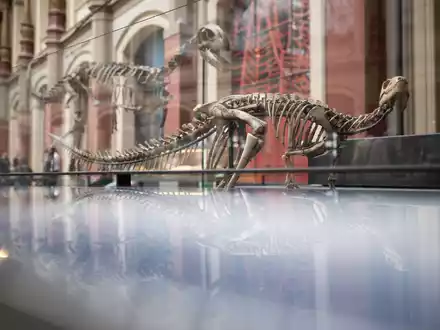 Dysalotosaurus lettowvorbecki: Der Name des Dinosauriers bezieht sich auf Paul von Lettow-Vorbeck, der als deutscher Offizier am Völkermord an den Herero und Nama beteiligt war. - Foto: Sebastian Gollnow/dpa