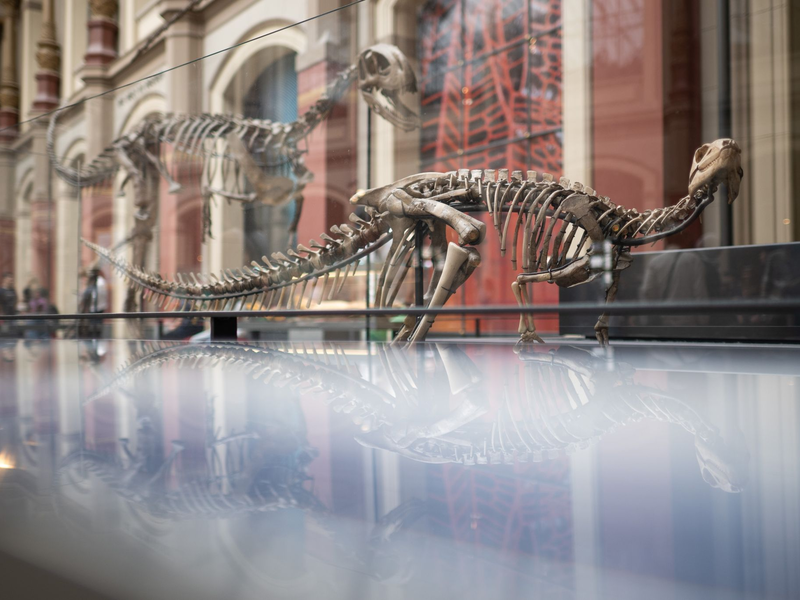 Dysalotosaurus lettowvorbecki: Der Name des Dinosauriers bezieht sich auf Paul von Lettow-Vorbeck, der als deutscher Offizier am Völkermord an den Herero und Nama beteiligt war. - Foto: Sebastian Gollnow/dpa