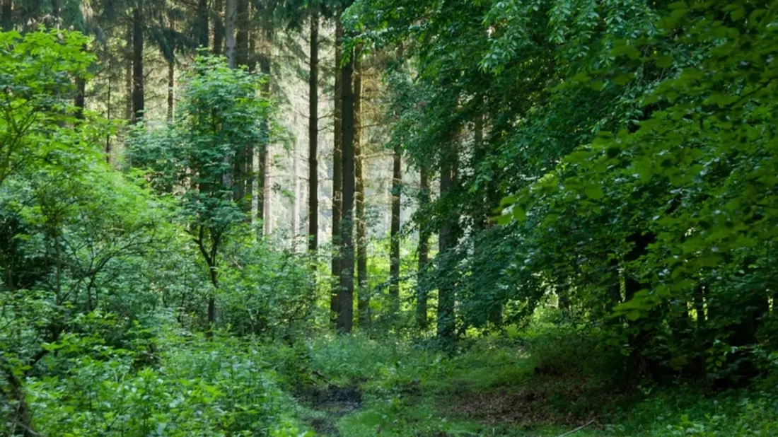 Verabschiedet sich Hessen von der verantwortungsvollen Waldwirtschaft? - Bild: presseportal.de