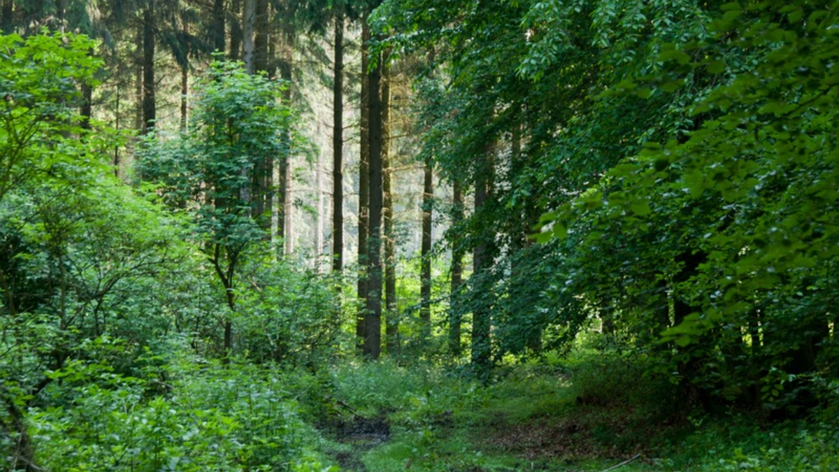 Verabschiedet sich Hessen von der verantwortungsvollen Waldwirtschaft? - Foto: presseportal.de